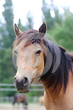 Head shot portrait close up of a beautiful saddle horse at summer paddock