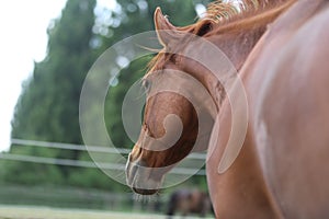 Head shot portrait close up of a beautiful saddle horse at summer paddock