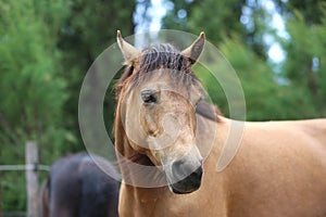 Head shot portrait close up of a beautiful saddle horse at summer paddock