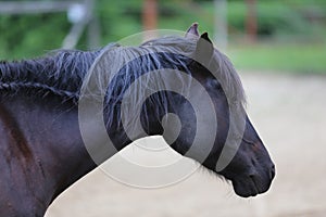 Head shot portrait close up of a beautiful saddle horse at summer paddock