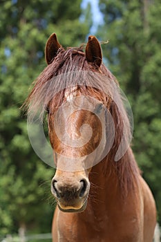 Head shot portrait close up of a beautiful saddle horse at summer paddock