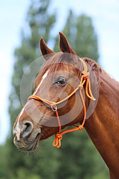 Head shot portrait close up of a beautiful saddle horse at summer paddock