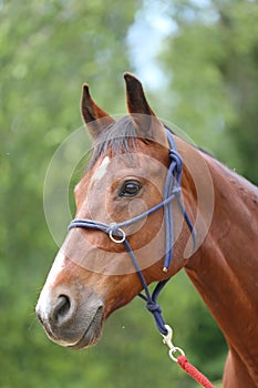 Head shot portrait close up of a beautiful saddle horse at summer paddock