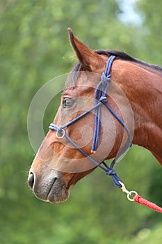 Head shot portrait close up of a beautiful saddle horse at summer paddock