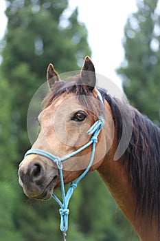 Head shot portrait close up of a beautiful saddle horse at summer paddock