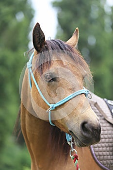 Head shot portrait close up of a beautiful saddle horse at summer paddock