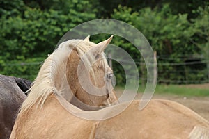 Head shot portrait close up of a beautiful saddle horse at summer paddock