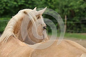 Head shot portrait close up of a beautiful saddle horse at summer paddock