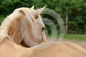 Head shot portrait close up of a beautiful saddle horse at summer paddock