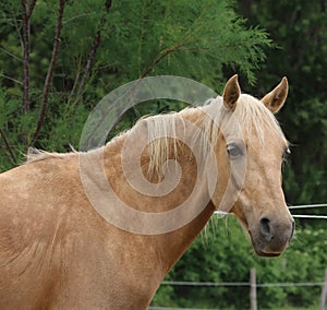 Head shot portrait close up of a beautiful saddle horse at summer paddock