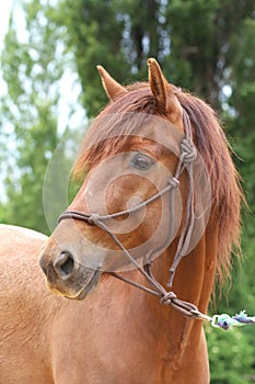 Head shot portrait close up of a beautiful saddle horse at summer paddock