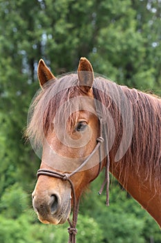 Head shot portrait close up of a beautiful saddle horse at summer paddock