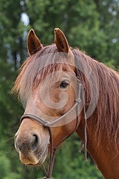 Head shot portrait close up of a beautiful saddle horse at summer paddock