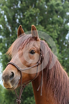 Head shot portrait close up of a beautiful saddle horse at summer paddock