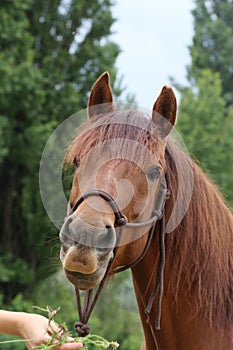 Head shot portrait close up of a beautiful saddle horse at summer paddock