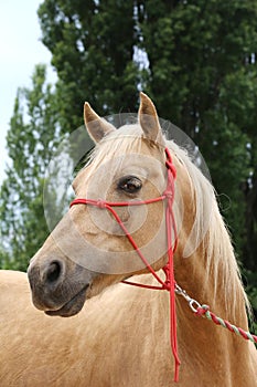 Head shot portrait close up of a beautiful saddle horse at summer paddock