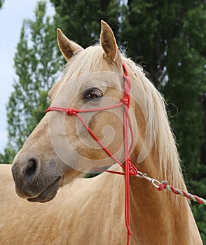 Head shot portrait close up of a beautiful saddle horse at summer paddock