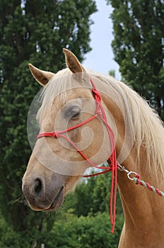 Head shot portrait close up of a beautiful saddle horse at summer paddock