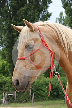 Head shot portrait close up of a beautiful saddle horse at summer paddock