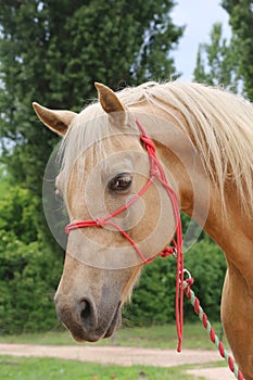 Head shot portrait close up of a beautiful saddle horse at summer paddock