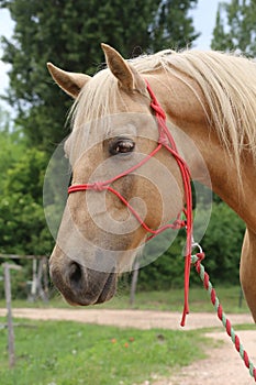 Head shot portrait close up of a beautiful saddle horse at summer paddock