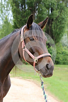 Head shot portrait close up of a beautiful saddle horse at summer paddock