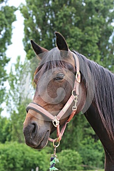 Head shot portrait close up of a beautiful saddle horse at summer paddock