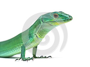 Head shot portrait of a Green keel-bellied lizard