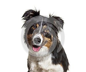 Head shot portrait of a Tri-color border collie dog facing