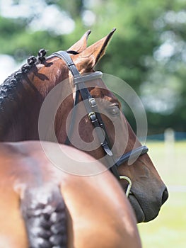 Bay Horse Head Shot