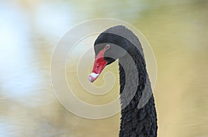 A head shot of a beautiful Black Swan, Cygnus atratus, standing on the bank of a lake.
