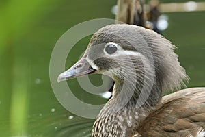 A head shot of a pretty female Mandarin Duck, Aix galericulata, swimming in a pond.