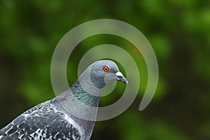 A head shot of a pretty Feral pigeon or Rock Dove, Columba livia.