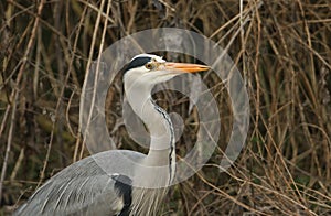 A head shot of a pretty Grey Heron, Ardea cinerea, hunting at the edge of a river.