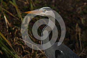 A head shot of a pretty Grey Heron, Ardea cinerea, hunting at the edge of a river.