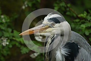 A head shot of a pretty Grey Heron, Ardea cinerea, hunting at the edge of a river.