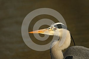 A head shot of a pretty Grey Heron, Ardea cinerea, hunting at the edge of a river.