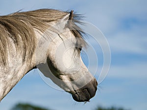 Head Shot of a Pretty Grey Pony