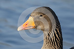 A head shot of a pretty Greylag Goose Anser anser swimming on a lake.