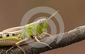 A head shot of a pretty Meadow Grasshopper Chorthippus parallelus perching on a twig.