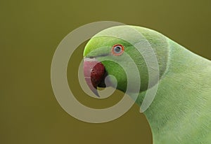 A head shot of a pretty ring-necked, or rose-ringed Parakeet. It is the UK`s most abundant naturalised parrot.