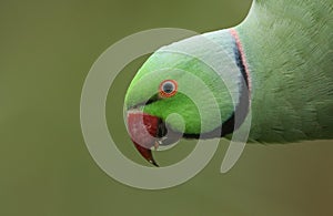 A head shot of a pretty ring-necked, or rose-ringed Parakeet. It is the UK`s most abundant naturalised parrot.