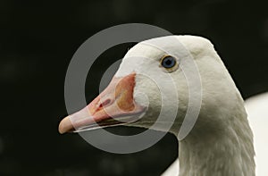 A head shot of a beautiful wild Domestic goose Anser anser domesticus or Anser cygnoides domesticus swimming in a river.