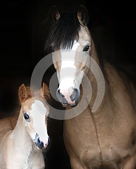 Mare and Foal