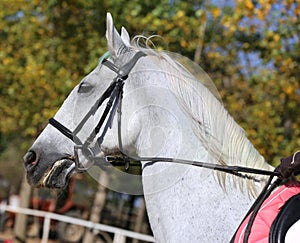 Head shot profile of a show jumper horse  on natural background