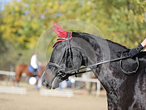 Head shot profile of a show jumper horse  on natural background