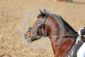 Head shot profile of a show jumper horse  on natural background