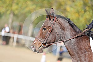 Head shot profile of a show jumper horse  on natural background