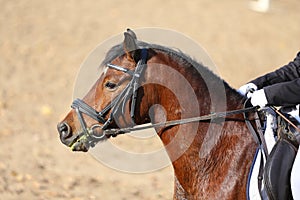 Head shot profile of a show jumper horse  on natural background