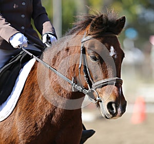 Head shot profile of a show jumper horse  on natural background